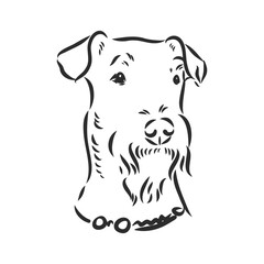 Airedale Terrier Dog. hand drawn. Vector illustration