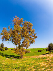 Obraz premium Green grass and wildflowers