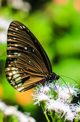 Euploea Core or Common Indian Crow Butterfly having sweet nectar on a flower. Macro butterflies collecting honey and pollinate.