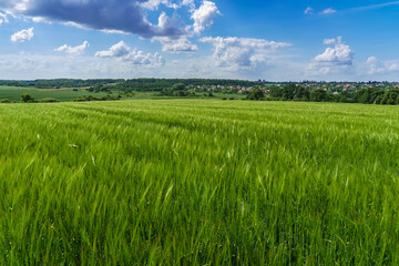 Green field and sky