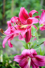 Beautiful lily flower on a background of green leaves. Lily flowers in the garden. Background texture with burgundy buds. Image of a flowering plant with crimson flowers of a varietal lily.