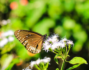 Euploea Core or Common Indian Crow Butterfly having sweet nectar on a flower. Macro butterflies collecting honey and pollinate.
