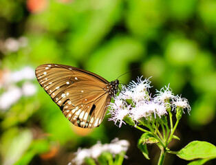 Euploea Core or Common Indian Crow Butterfly having sweet nectar on a flower. Macro butterflies collecting honey and pollinate.