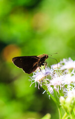 Small Branded Swift Butterfly or Pelopidas Mathias or Lesser Millet Skipper having sweet nectar on a flower. Macro butterflies collecting honey and pollinate.