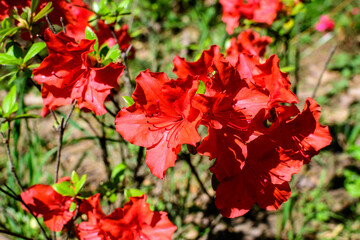 Bush of delicate vivid red flowers of azalea or Rhododendron plant in a sunny spring Japanese garden, beautiful outdoor floral background photographed with selective focus.