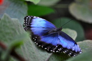 Blue Butterfly