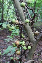wild figs in the rainforest