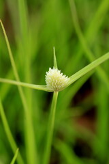 white flower of a kyllinga brevifolia