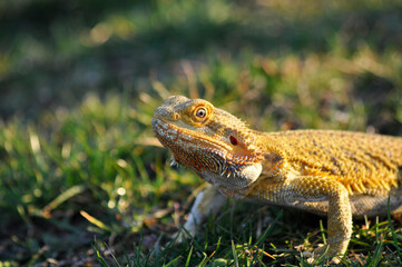 Bearded Dragon in orange