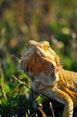 Bearded Dragon in nature