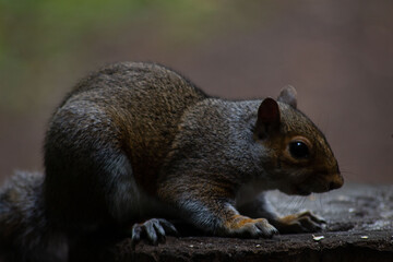 squirrel eating nut
