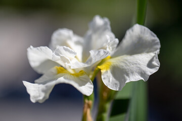 Naklejka na ściany i meble Iris sibirica, Gull´s Wing