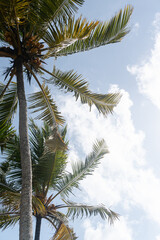 Tropikalny krajobraz, palmy kokosowe na tle nieba i słońca.