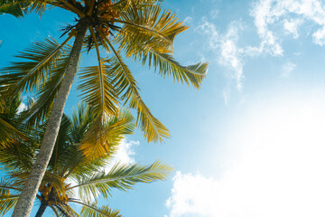 Fototapeta Tropikalny krajobraz, palmy kokosowe na tle nieba i słońca. obraz