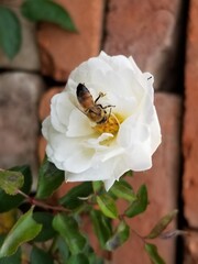 White rose flower,  nature