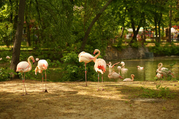 Flock of pink flamingo birds near the lake