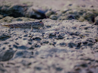 crab on sand
