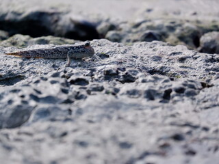lizard on the stone