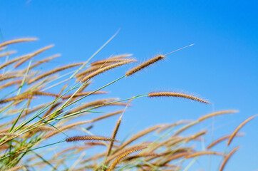 Fototapeta premium Closed up wild grass flower bunch over clear blue sky background