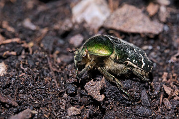 Goldglänzender Rosenkäfer ( Cetonia aurata ).