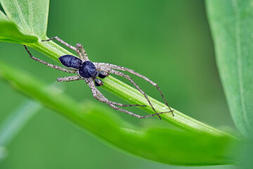 Philodromus dispar.