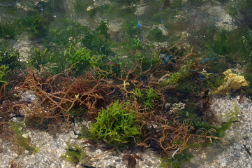 red algae seaweed cultivation - obrazy, fototapety, plakaty