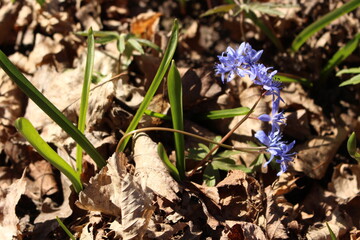 Delicate blue galanthuses bloom among dry last year's leaves in a spring forest