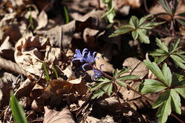 Delicate blue galanthuses bloom among dry last year's leaves in a spring forest