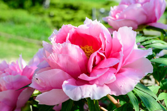 One large delicate pink peony flower in direct sunlight, in a garden in a sunny summer day, beautiful outdoor floral background photographed with selective focus.