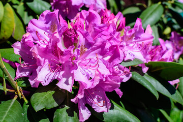 Bush of many delicate vivid pink flowers of azalea or Rhododendron plant in a sunny spring Scotish garden, beautiful outdoor floral background photographed with selective focus.