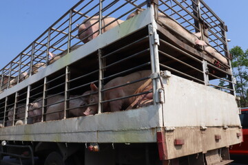 truck with fence There were many pigs inside the fence. To send to kill to make food for humans. Several poor pigs were in the truck. Take photo in Thailand