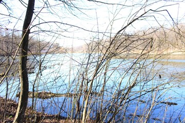The shore of the forest lake is not bright in spring. Vegetation and foliage appear only. A bright blue sky adorns the spring landscape.