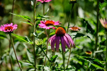 Delicate pink echinacea flowers in soft focus in an organic herbs garden in a sunny summer day.