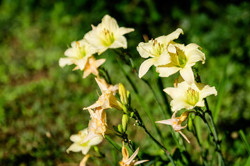 Obraz na płótnie Canvas Ivory white flowers of Hemerocallis Arctic Snow plant, know as daylily, Lilium or Lily plant in a British cottage style garden in a sunny summer day, beautiful background photographed with soft focus.