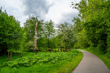Obraz premium View in the park with Butterbur leaves (Petasites hybridus) and pollarded willows 