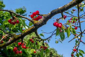Rote Kirschen am Kirschbaum