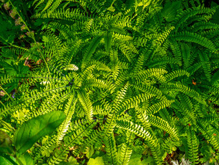 Fototapeta na wymiar Close up of Holly fern (Cyrtomium falcatum) 