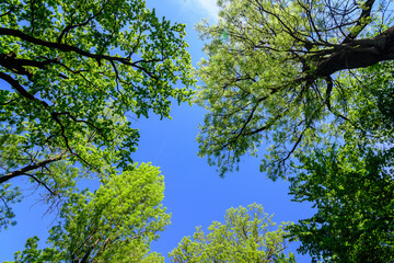 Many large old green trees towards clear blue sky in a sunny spring day, beautiful outdoor...