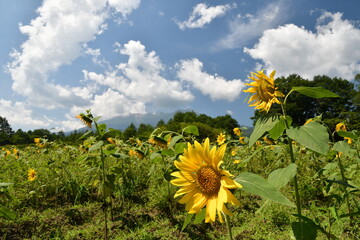開田高原ひまわり