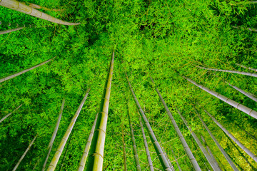 Fototapeta na wymiar 竹林の風景
