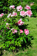 Bush with many large delicate pink peony flowers in direct sunlight, in a garden in a sunny summer day, beautiful outdoor floral background photographed with selective focus.