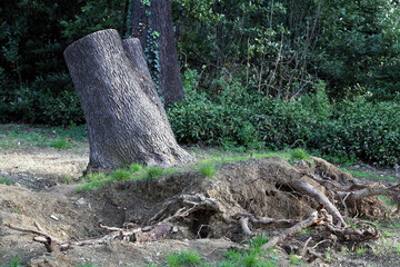 Large tree cut after being uprooted by strong wind in a public garden
