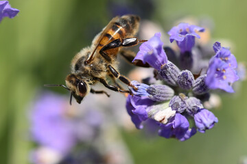 abeille, abeilles, butiner, apiculture, insecte, miel, fleur, fleurs, ruche, jardin, pré, nature, sauvage, essaim, macro, lavande, fleur, jardin, macro, gros plan
