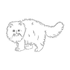 Hand drawing Persian cat vector version persian cat vector sketch