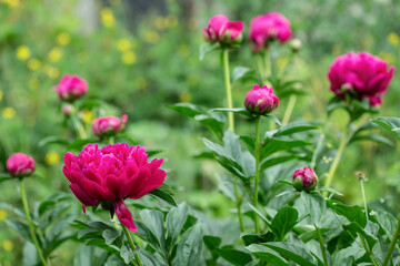 Dark pink peony blossoms (genus Peonia). Focus on the blossom in the lower left.