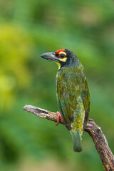 Coppersmith Barbet A Beautiful & Colorful Bird From Chennai India