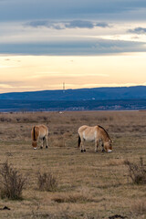 Przewalski Pferde bzw. Urpferde in der panonischen Tiefebene am Neusiedlersee