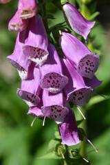 Napartnica purpurowa, kwiat © drlmk