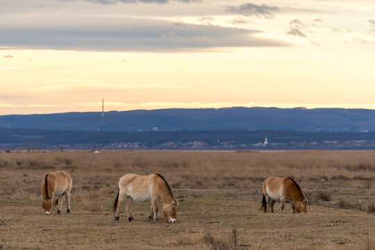 Przewalski Pferde bzw. Urpferde in der panonischen Tiefebene am Neusiedlersee