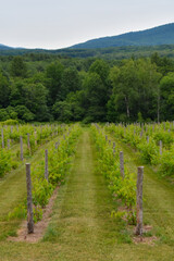 Fototapeta na wymiar Small vineyard in the province of Quebec, Canada